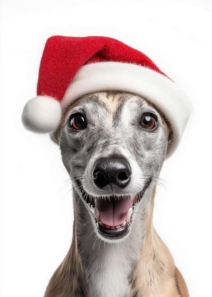 Whippet Dog with Santa Hat Portrait