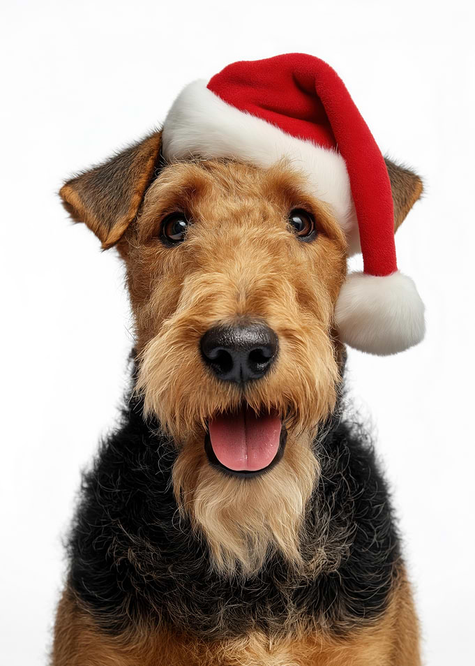 Airedale Terrier Dog with Santa Hat