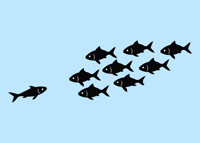 Fish school individual vs mass