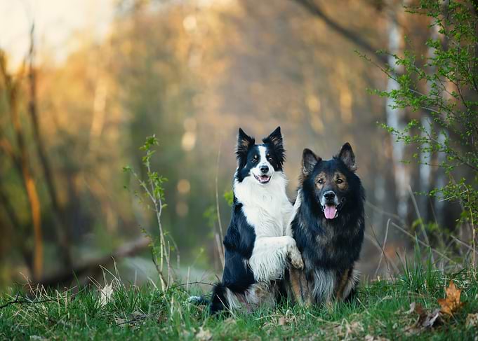 Two Purebred Dogs in a Forest Setting