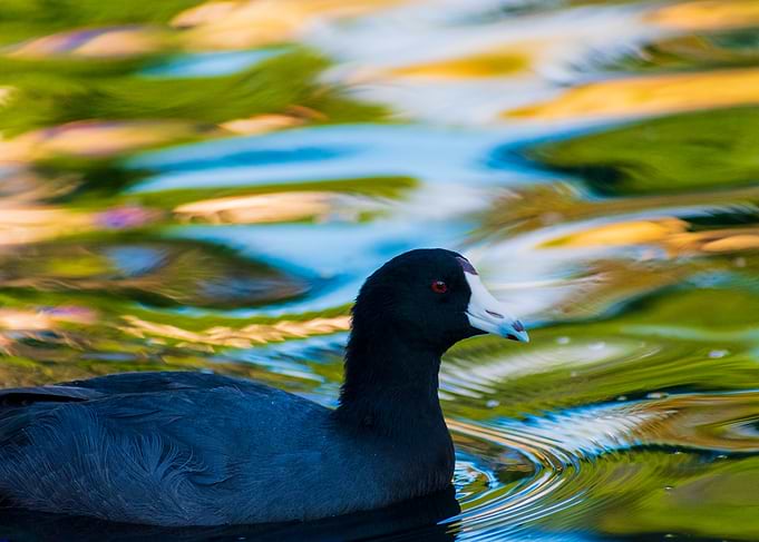 American Coot Swimming in Water