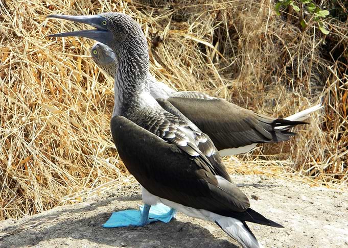 Blue-Footed Boobies in Natural Habitat
