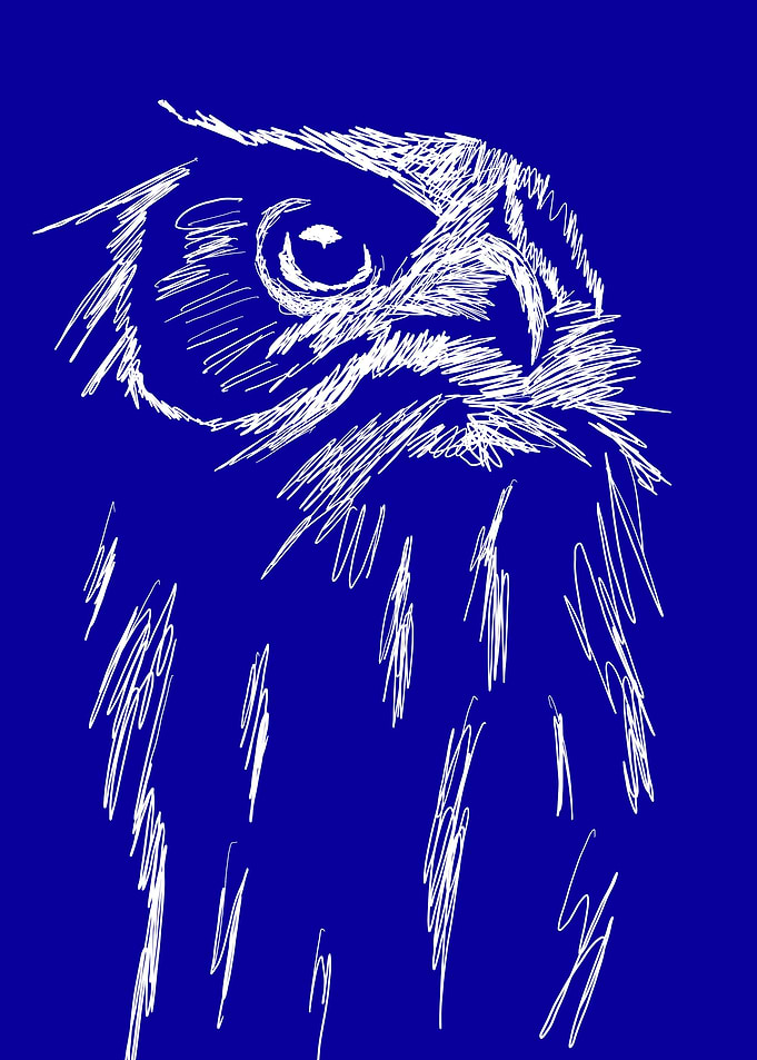 White Sketch of an Owl on Blue