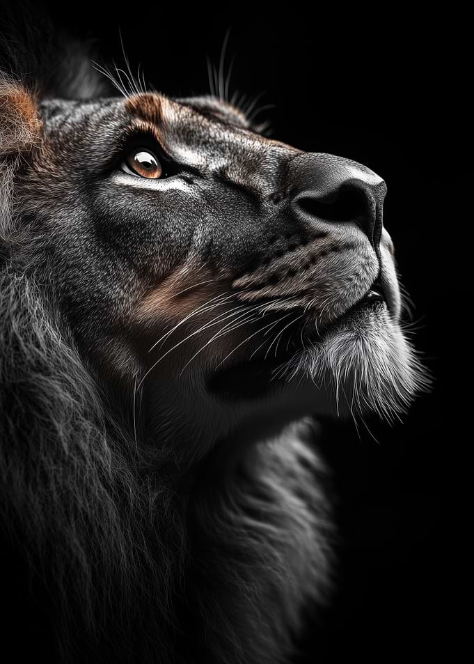 Lion Portrait on Black Background