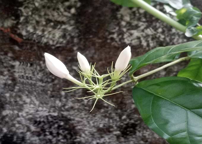 Jasmine buds close-up