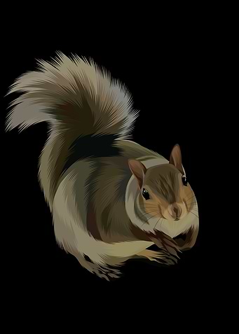 Squirrel Illustration on Black Background