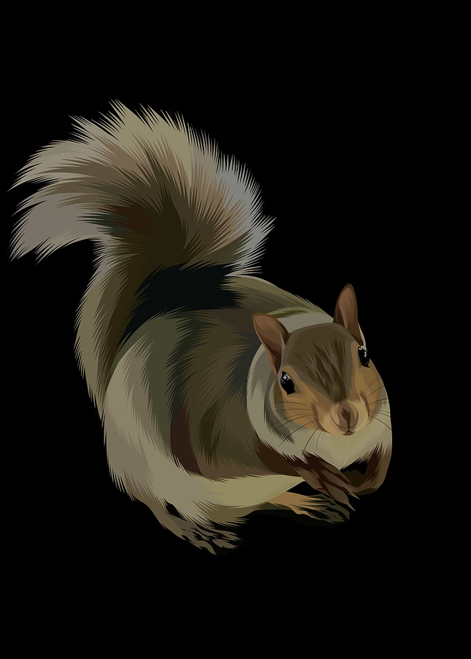 Squirrel Illustration on Black Background