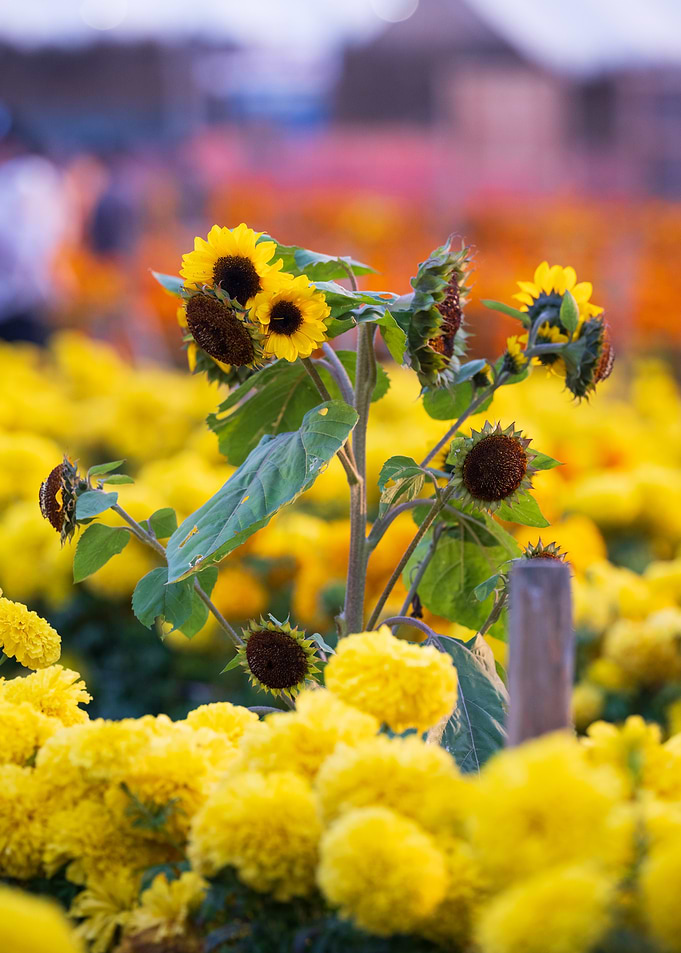 Sunflower Field in Bloom