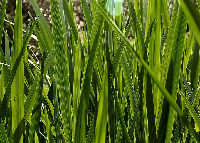 Lush Green Grass Blades
