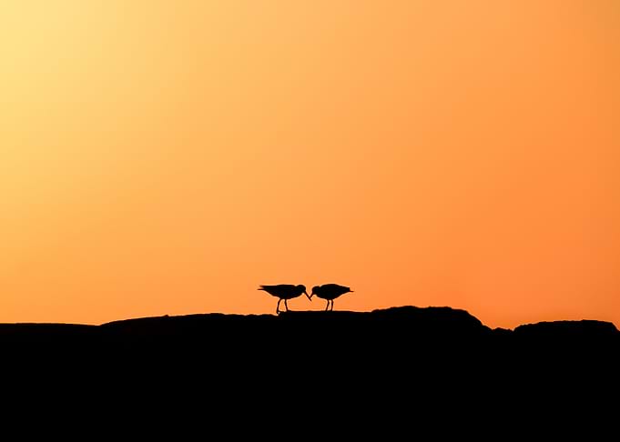 Birds at Sunset Silhouette