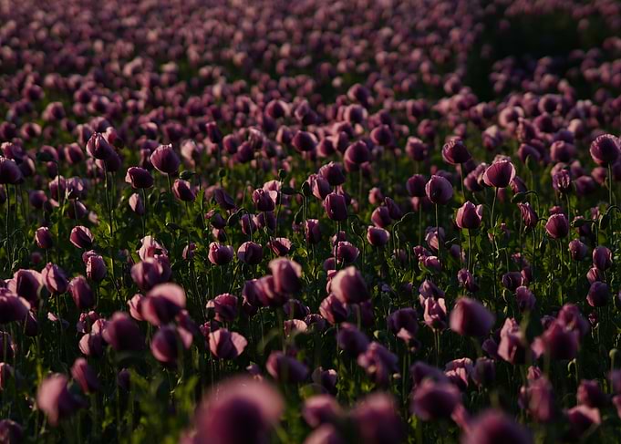 Field of Purple Poppies
