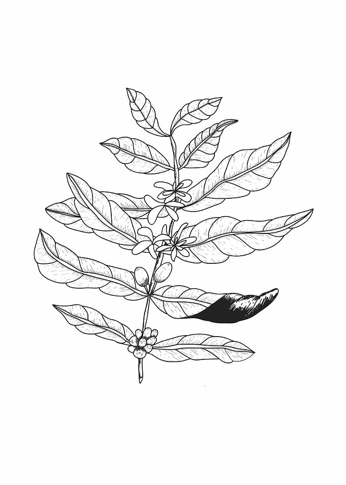 Coffee Plant Botanical Illustration