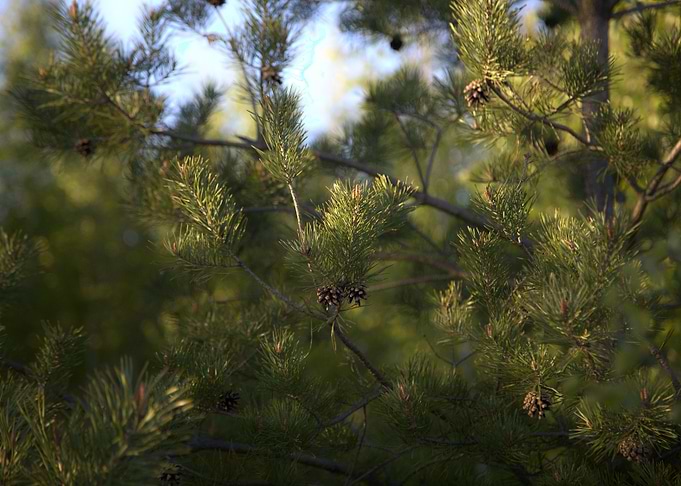 Pine Tree Branches and Cones