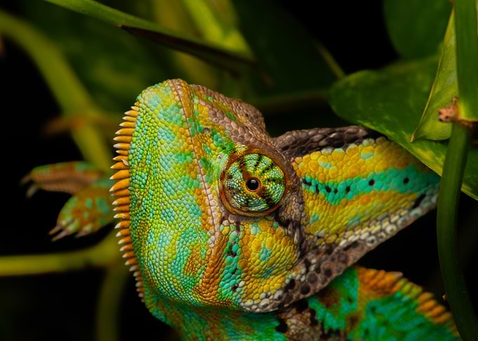 Colorful Chameleon Portrait