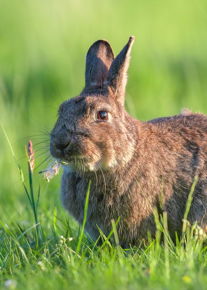 A Rabbits' Taste