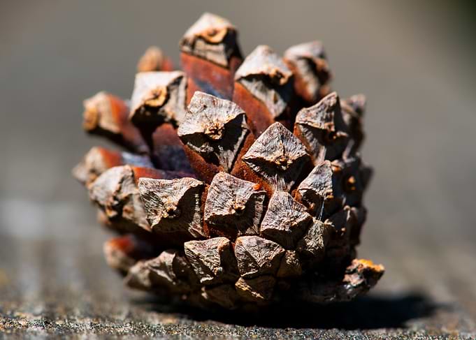 Pine Cone Close-Up