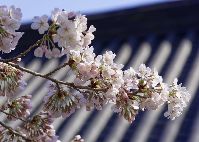 Cherry Blossoms in Bloom
