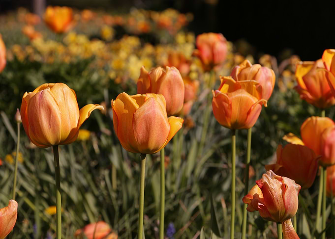 Orange Tulips in a Field