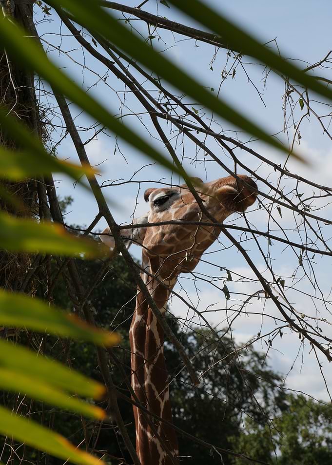Giraffe, Distrust and looking down