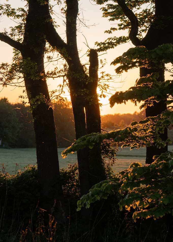 Golden Sunset Through Trees