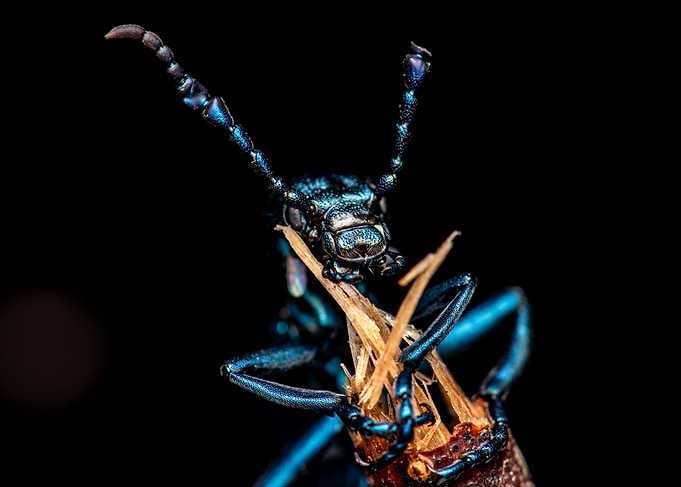 Iridescent Beetle Close-Up