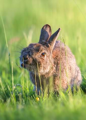 Rabbit in Green Grass