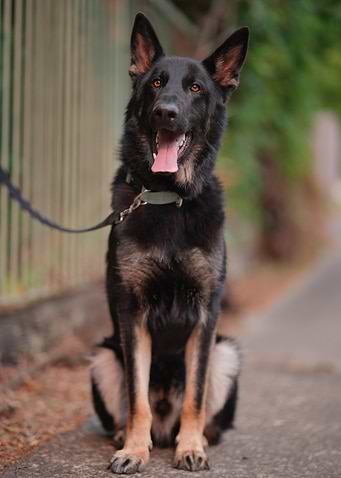 Happy German Shepherd Portrait