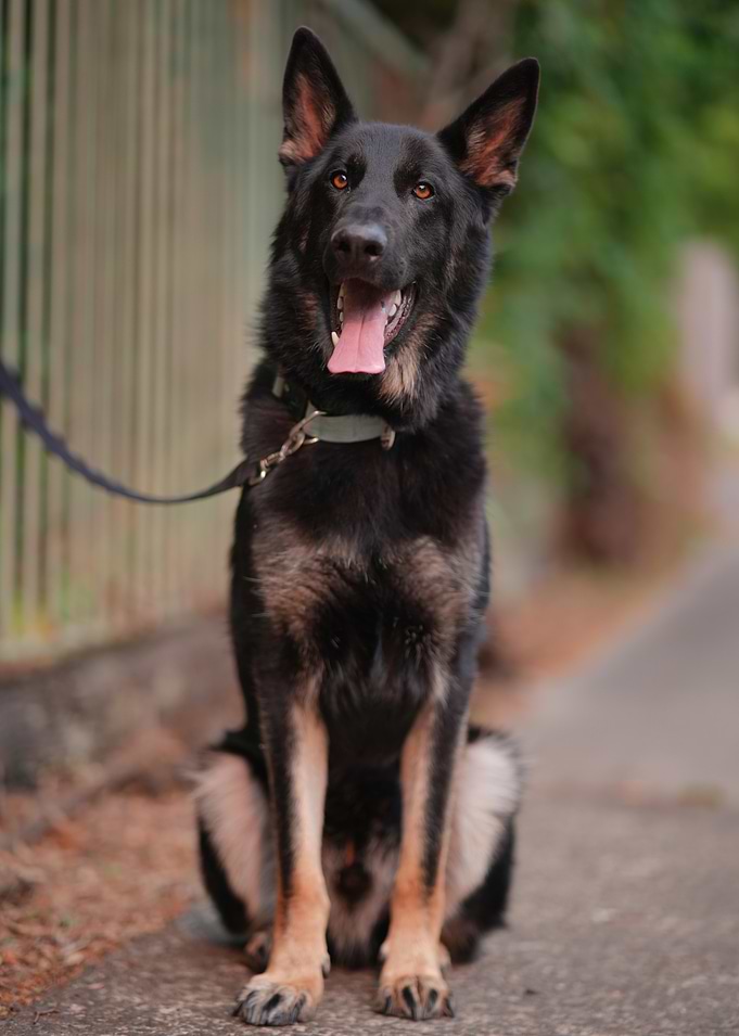 Happy German Shepherd Portrait