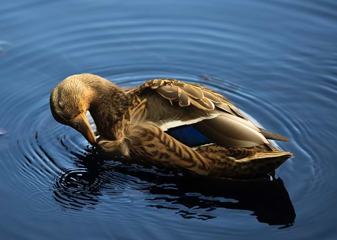 Duck Preening in Blue Water