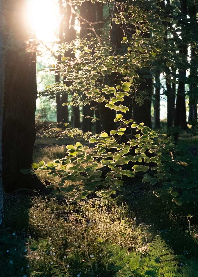 Sunlit Forest Scene