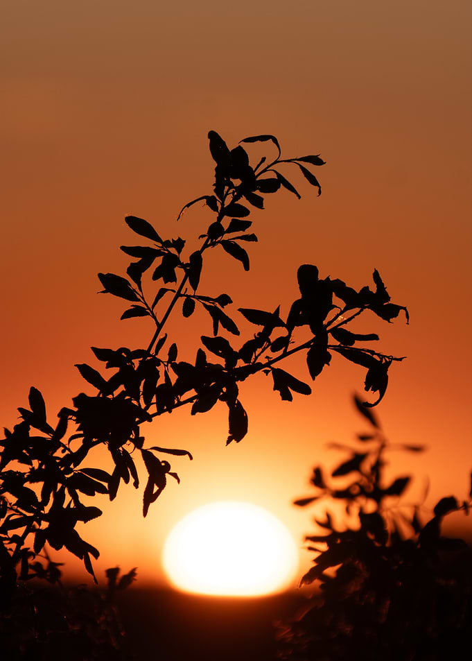 Silhouette of Leaves at Sunset