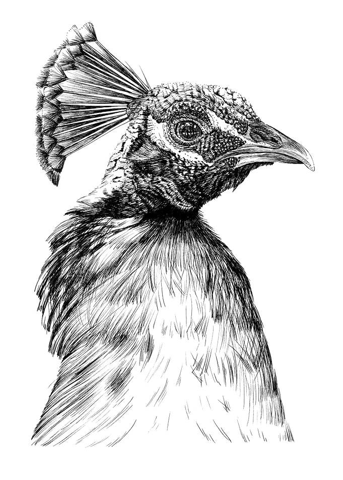 Detailed Peacock Bird Illustration