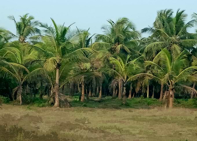 Lush Palm Tree Grove AN1