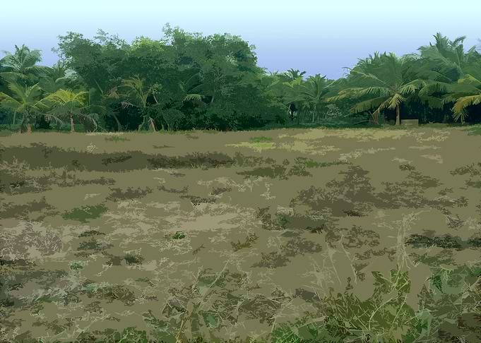 Tropical Field with Palm Trees AN4