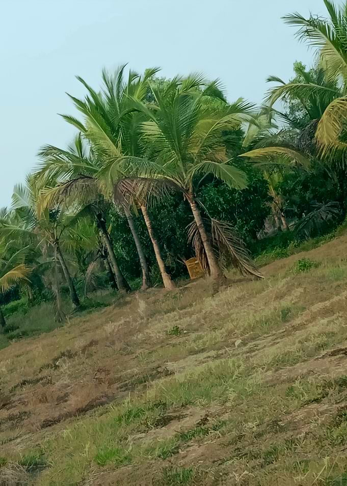 Palm Trees on a Grassy Hillside AN3