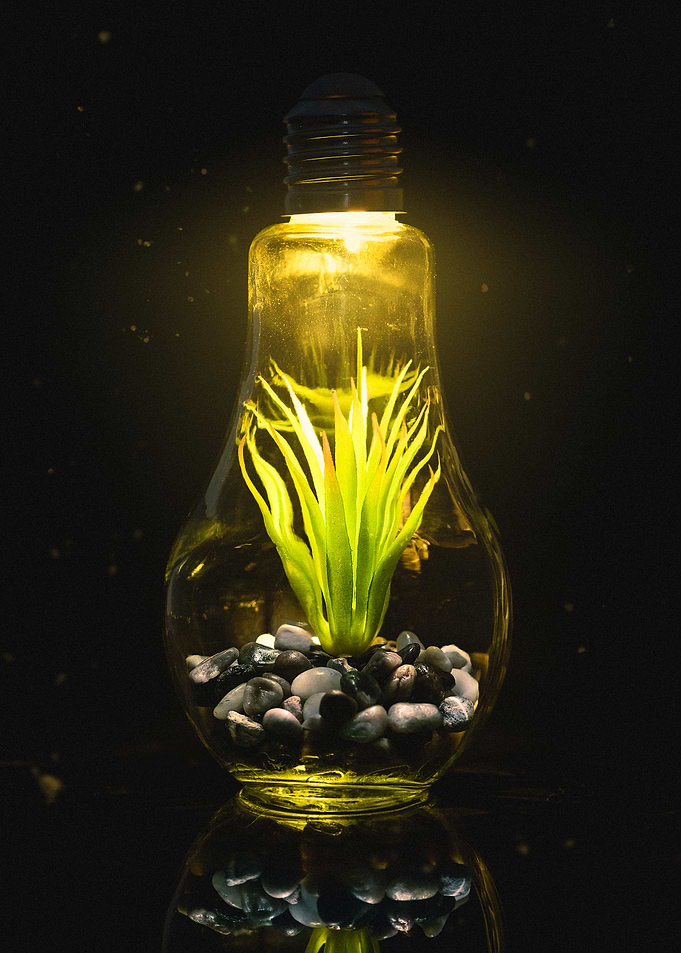 Light Bulb Terrarium with Plant
