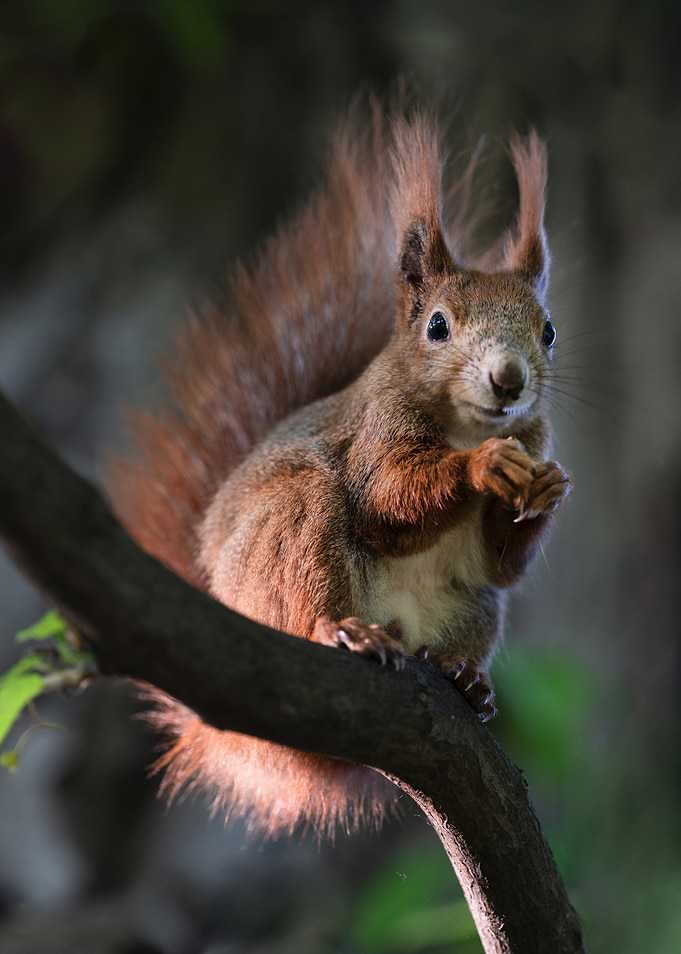 Squirrel on Branch