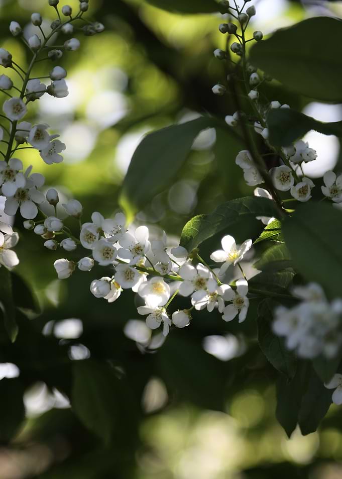 White Blossoms on a Branch