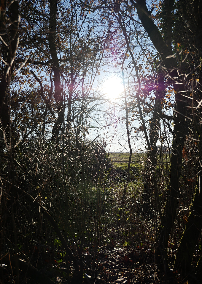 Sunlight path in forest