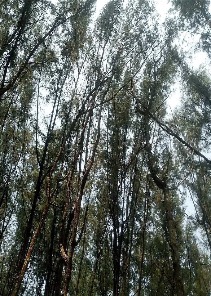 Dense Forest Canopy View