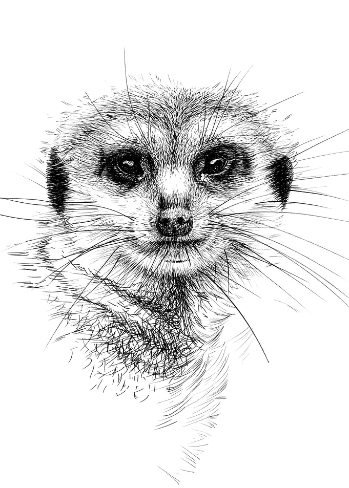 Meerkat Portrait - Black and White Sketch
