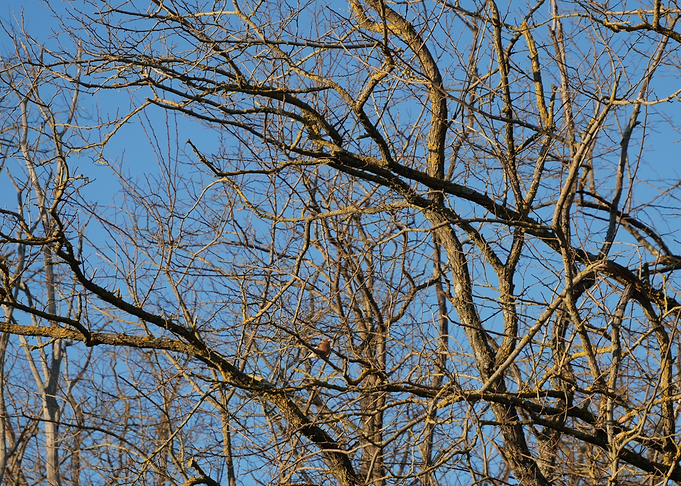 Chaffinch rest