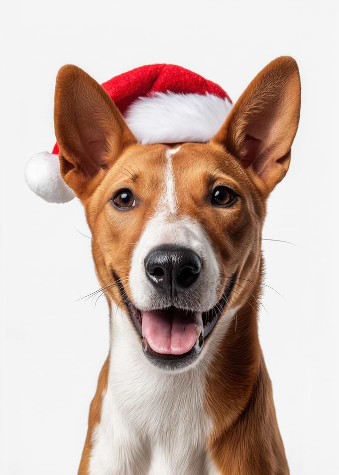 Basenji Dog with Santa Hat Portrait