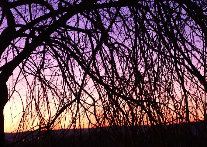 Dusk beauty