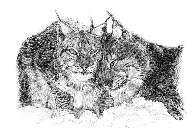 Original Two Lynx in Black and White