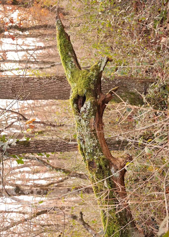 Scream of forest