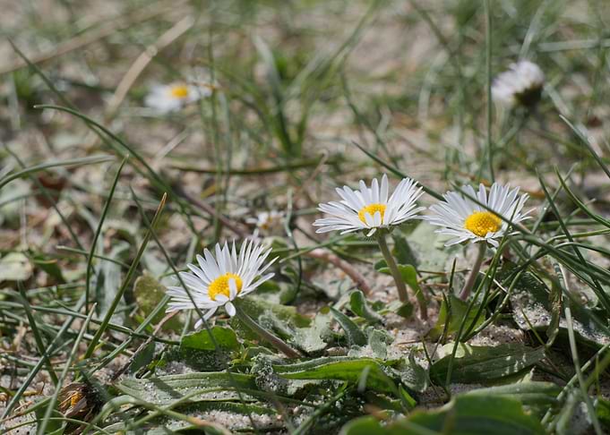 Dune daisy