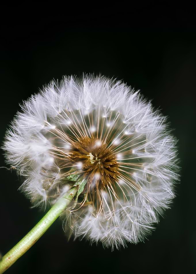 Dandelion Seed Head on Black Background