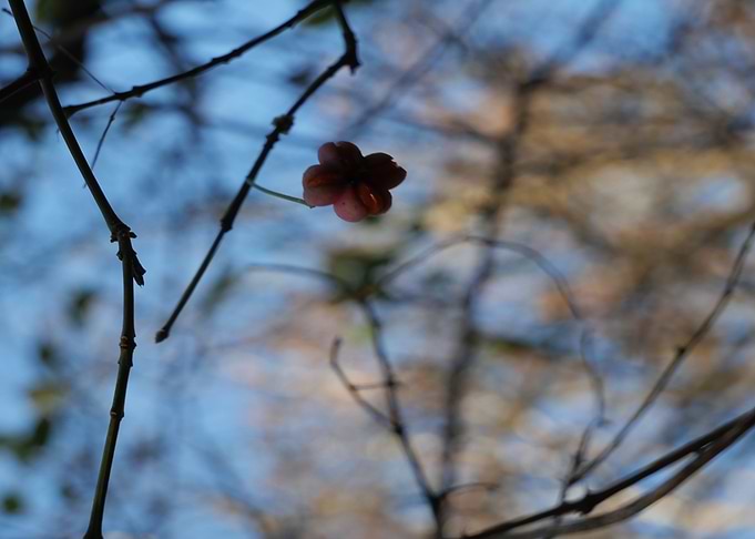 Quiet beauty