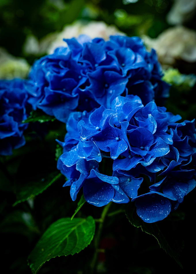 Blue Hydrangea Blossoms